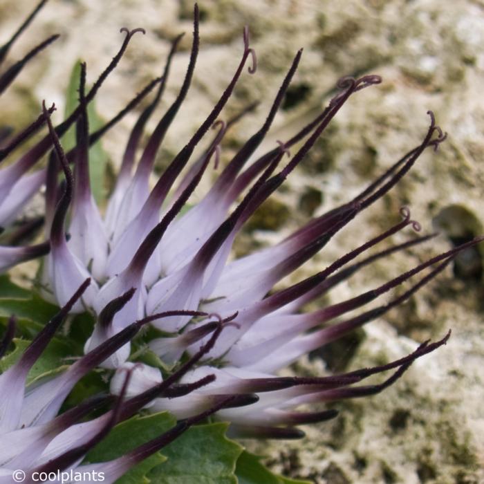 Physoplexis comosa plant