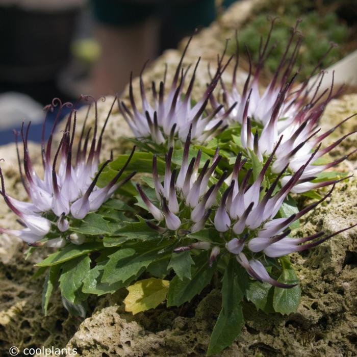 Physoplexis comosa plant