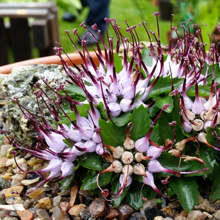 Physoplexis comosa plant