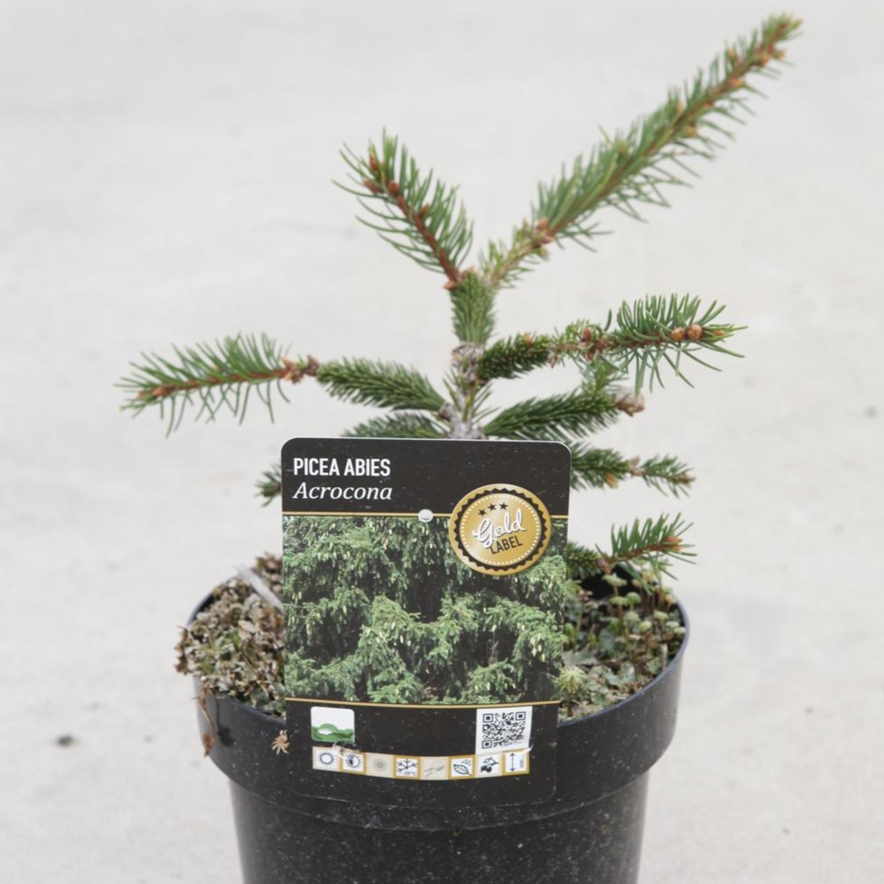 Picea abies 'Acrocona' plant