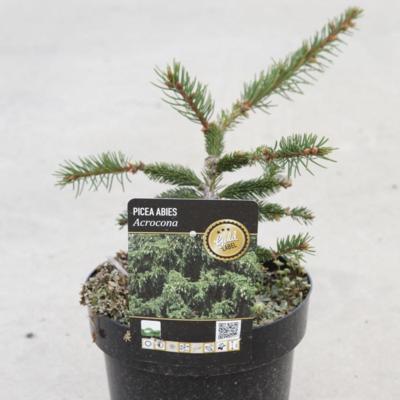 picea-abies-acrocona