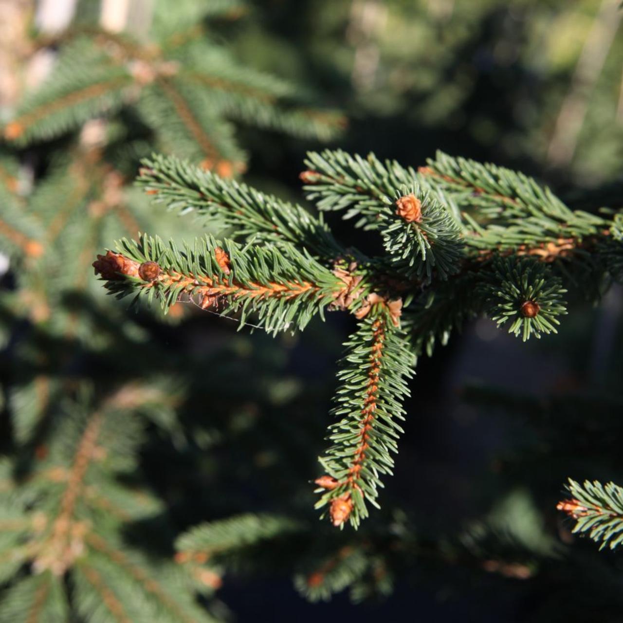 Picea abies 'Inversa' plant