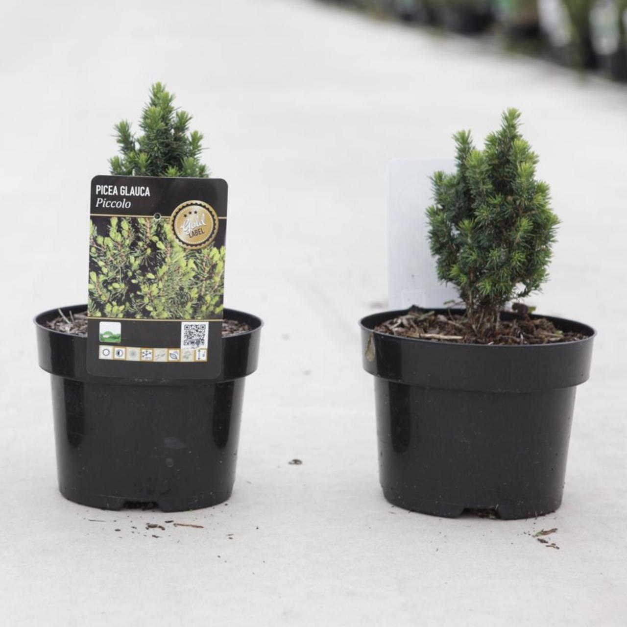 Picea abies 'Jalako Gold' plant