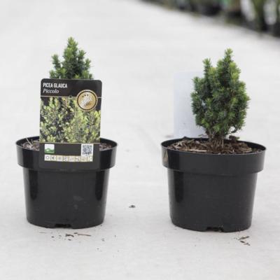 picea-abies-jalako-gold