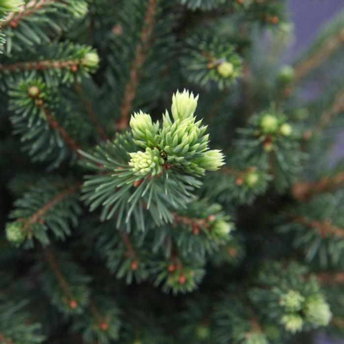 Picea abies 'Will's Zwerg' plant