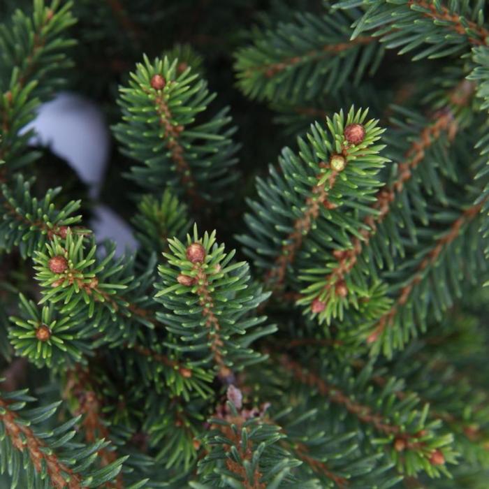 Picea abies 'Will's Zwerg' plant