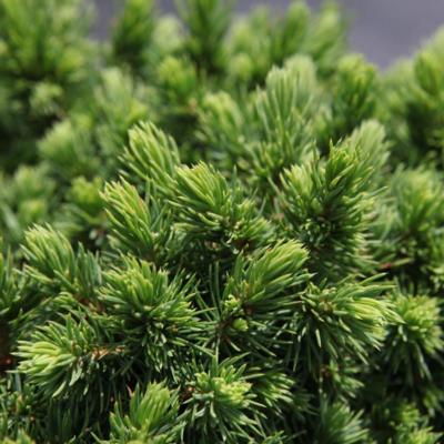 picea-glauca-alberta-globe