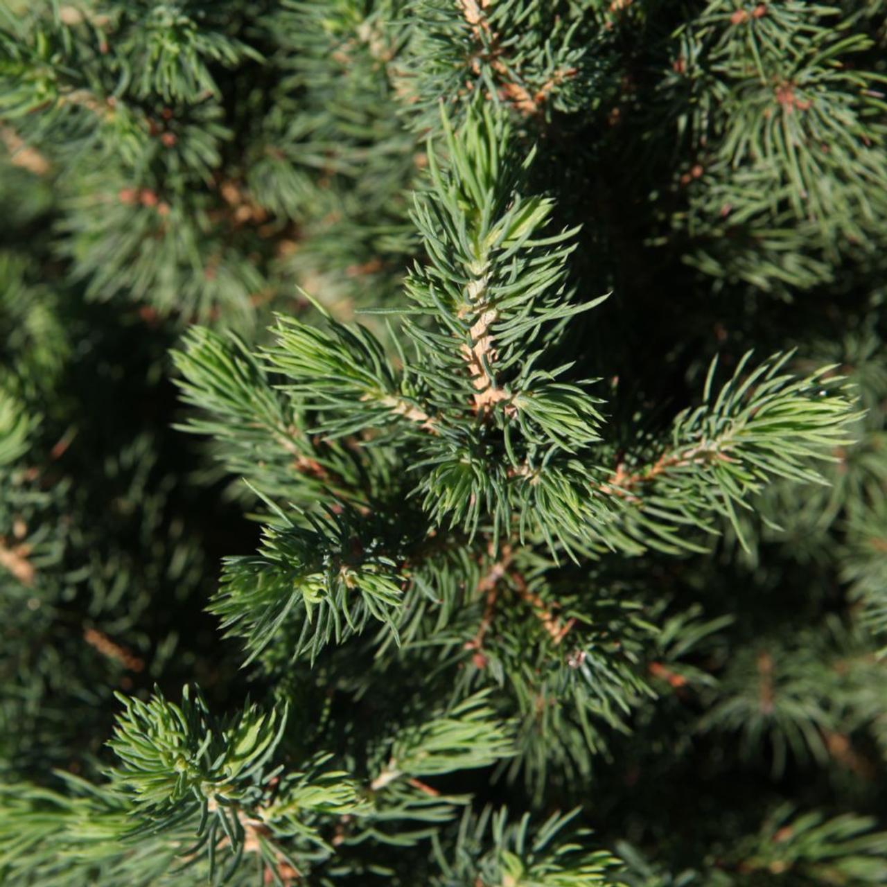 Picea glauca 'December' plant