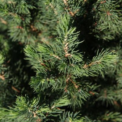 picea-glauca-december