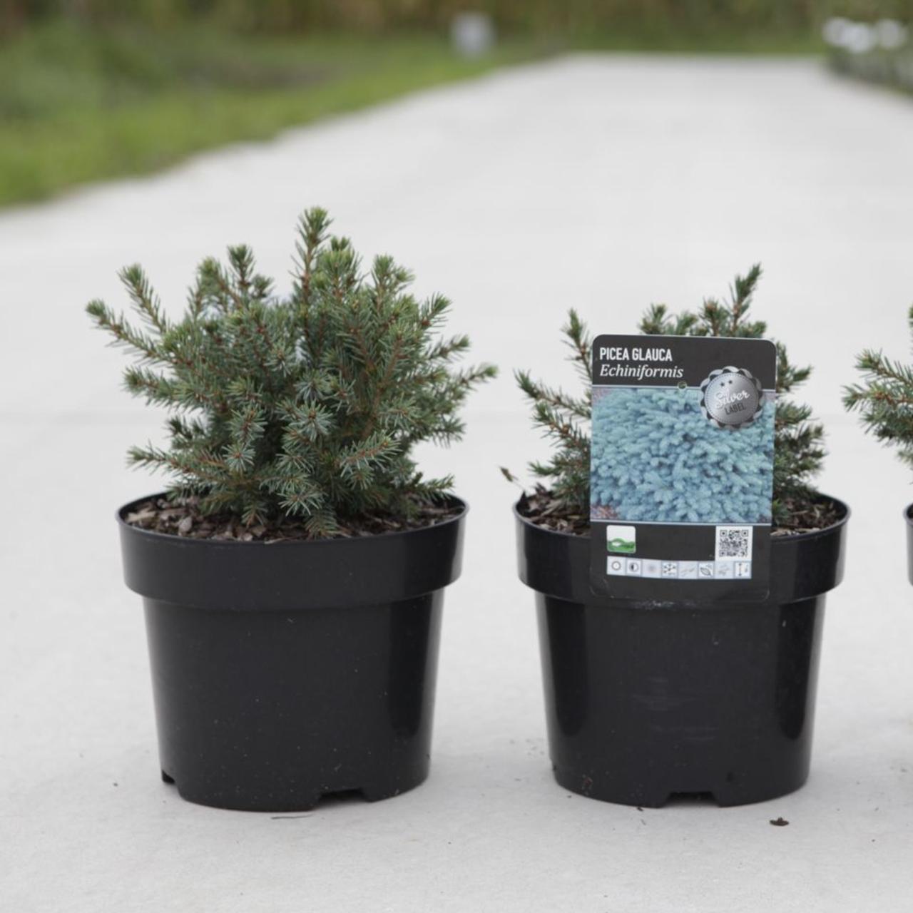 Picea glauca 'Echiniformis' plant