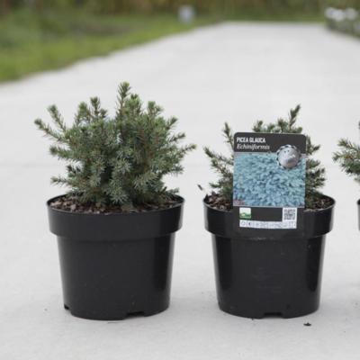 picea-glauca-echiniformis