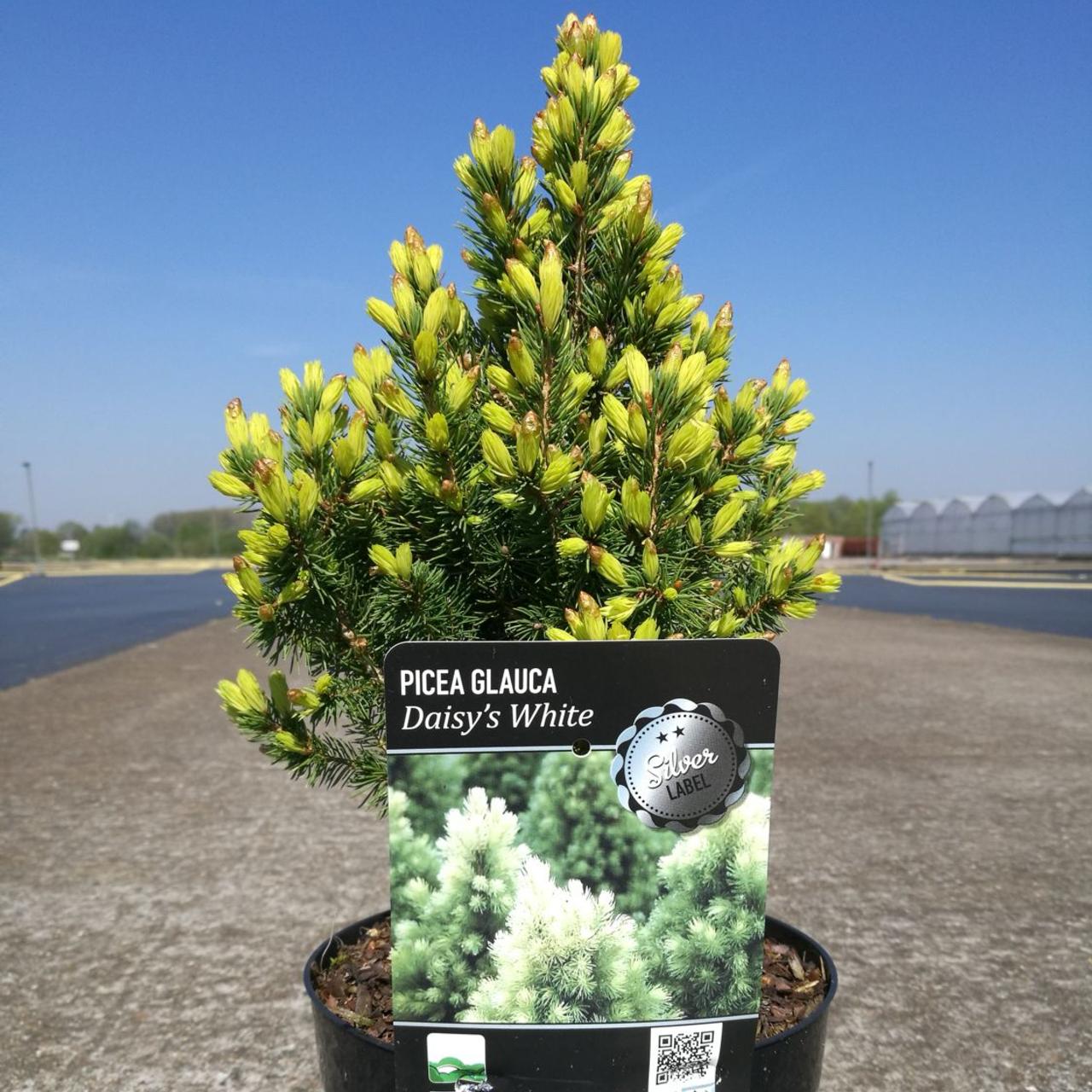 Picea glauca 'J.W. Daisy's White' plant