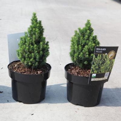 picea-glauca-piccolo