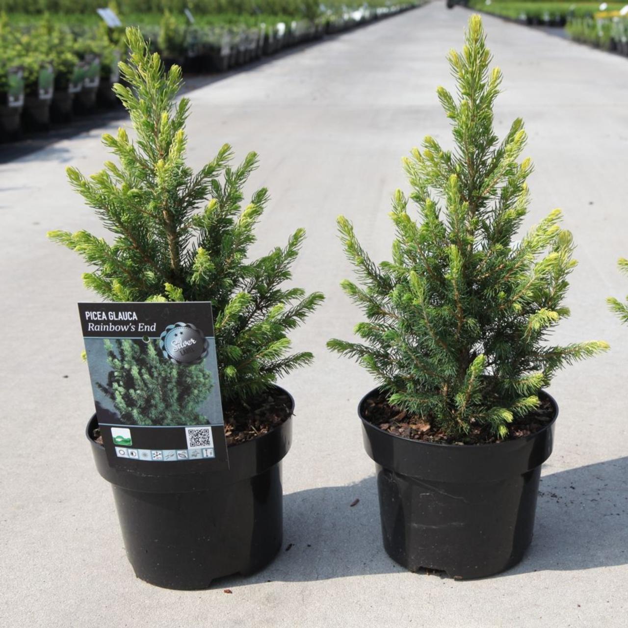 Picea glauca 'Rainbow's end' plant