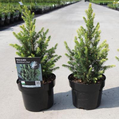 picea-glauca-rainbows-end