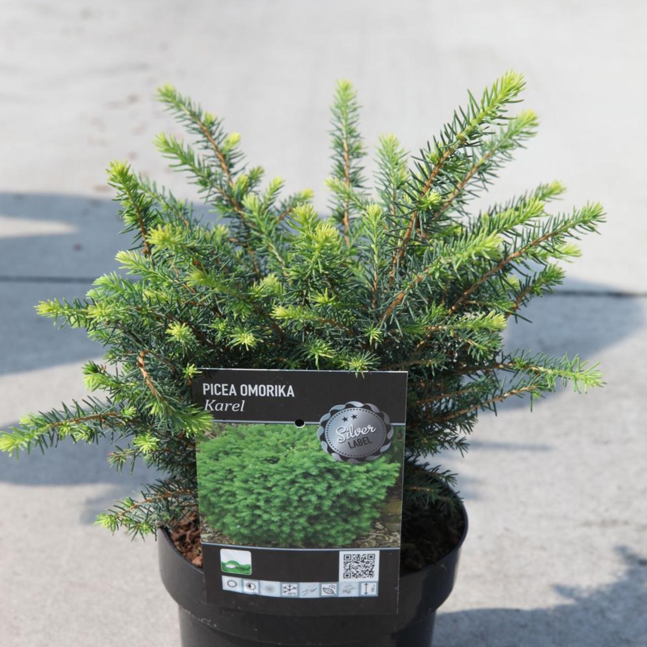 Picea omorika 'Karel' plant