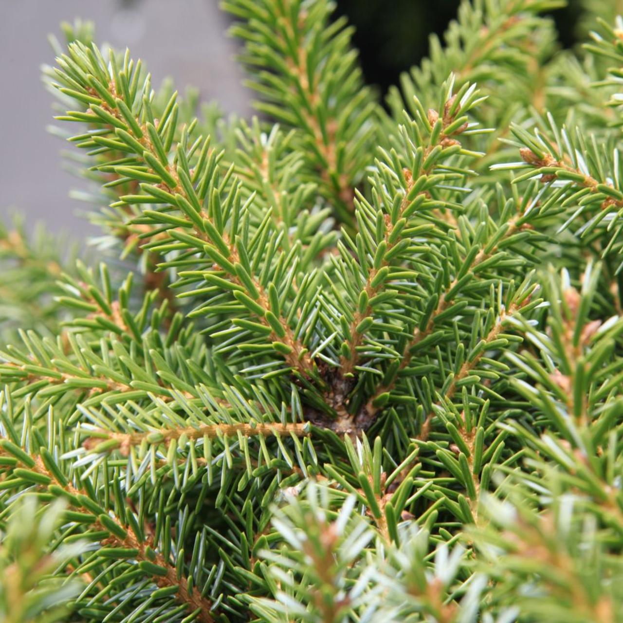 Picea omorika 'Nana' plant