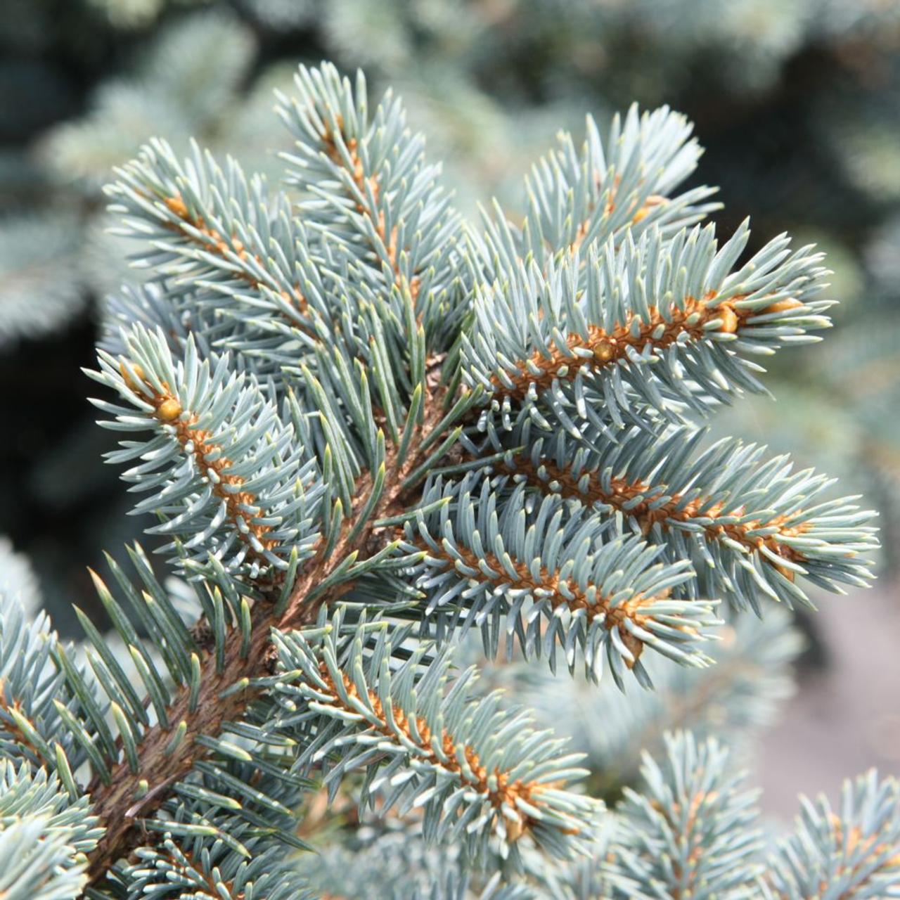 Picea pungens 'Glauca Globosa' plant