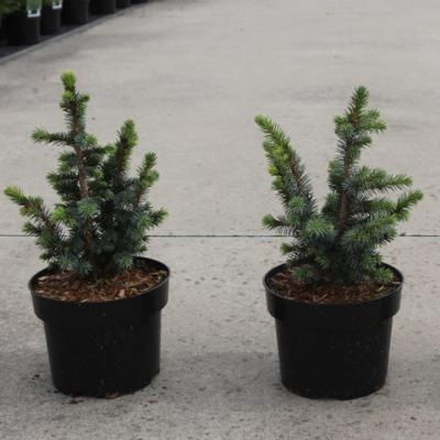 picea-sitchensis-midget