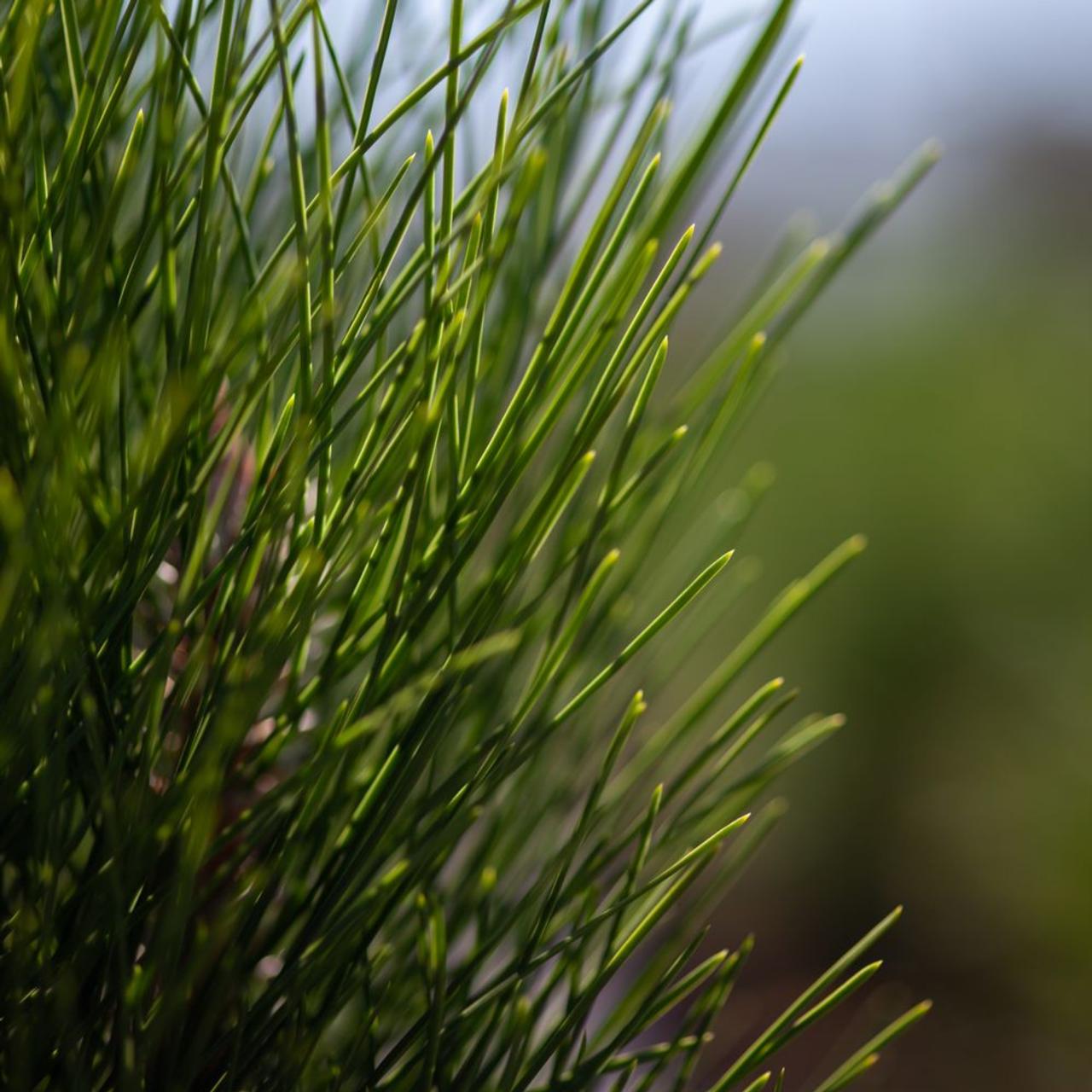 Picea sitchensis 'Nana' plant