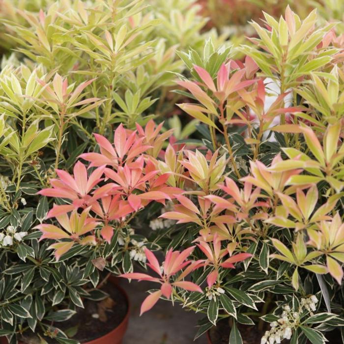 Pieris 'Flaming Silver' plant