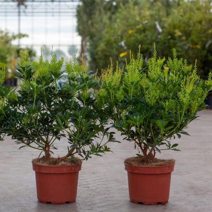 Pieris japonica 'Debutante' plant