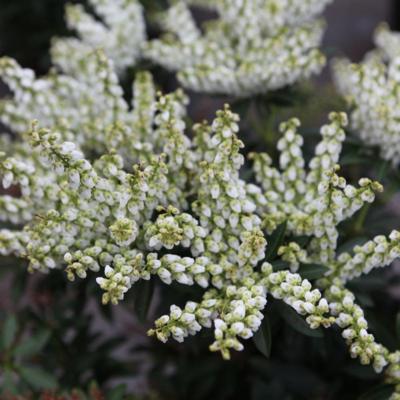 pieris-japonica-debutante