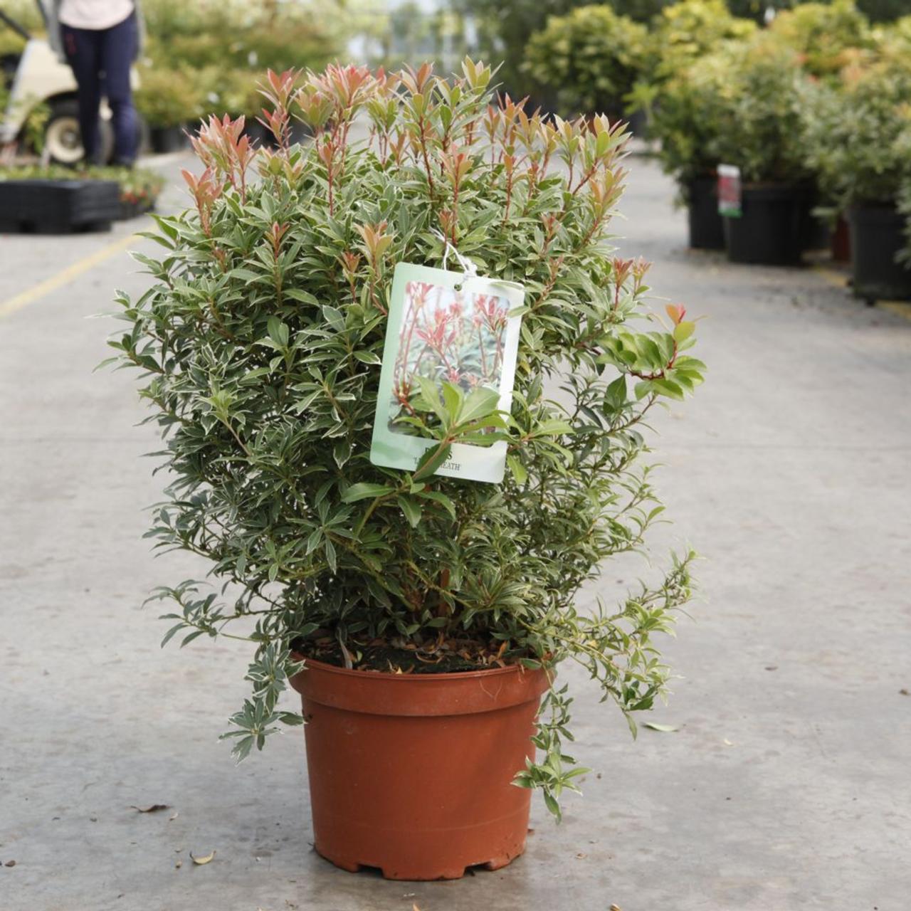 Pieris japonica 'Little Heath' plant