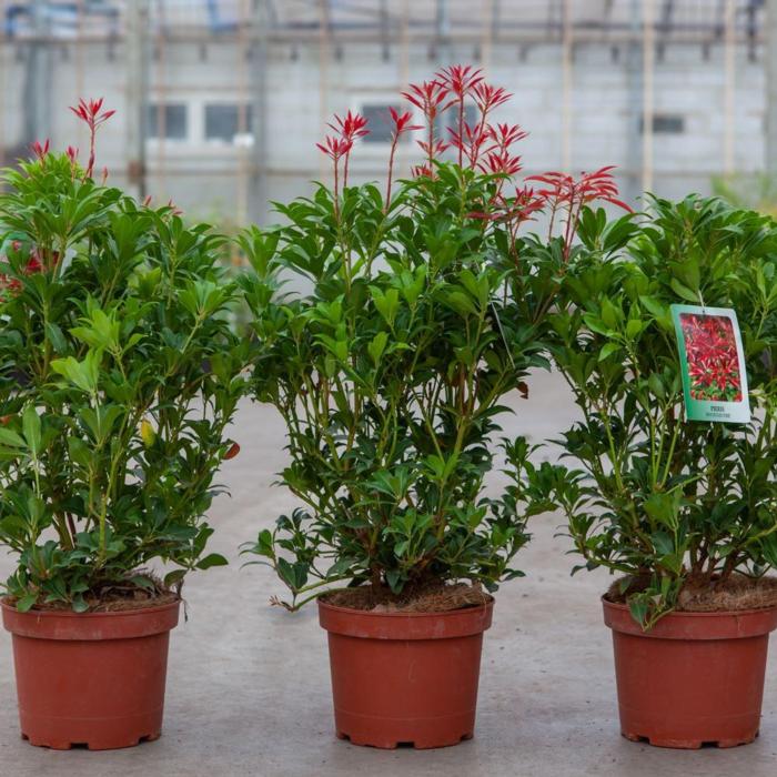 Pieris japonica 'Mountain Fire' plant