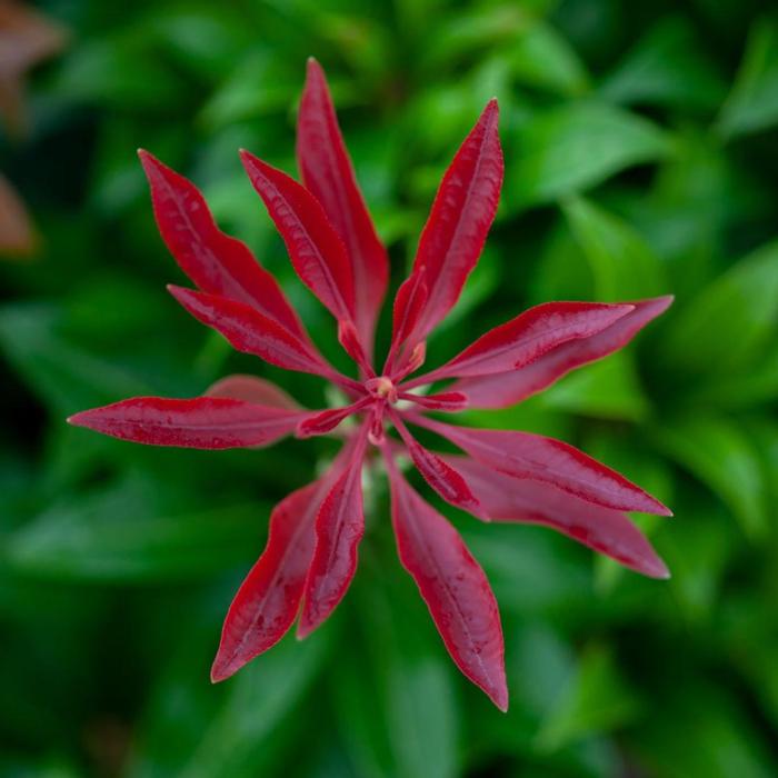 Pieris japonica 'Mountain Fire' plant