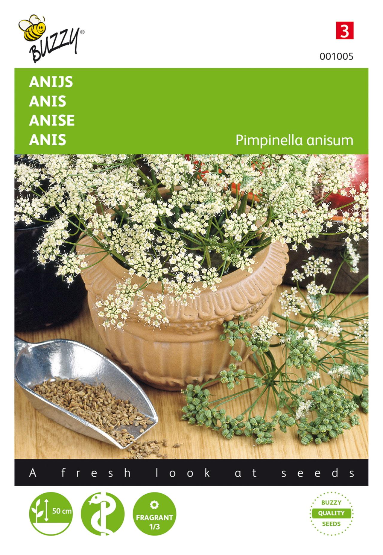 pimpinella-anisum Pimpinella anisum plant