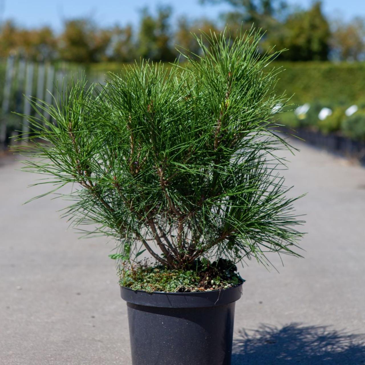 Pinus densiflora 'Alice Verkade' plant