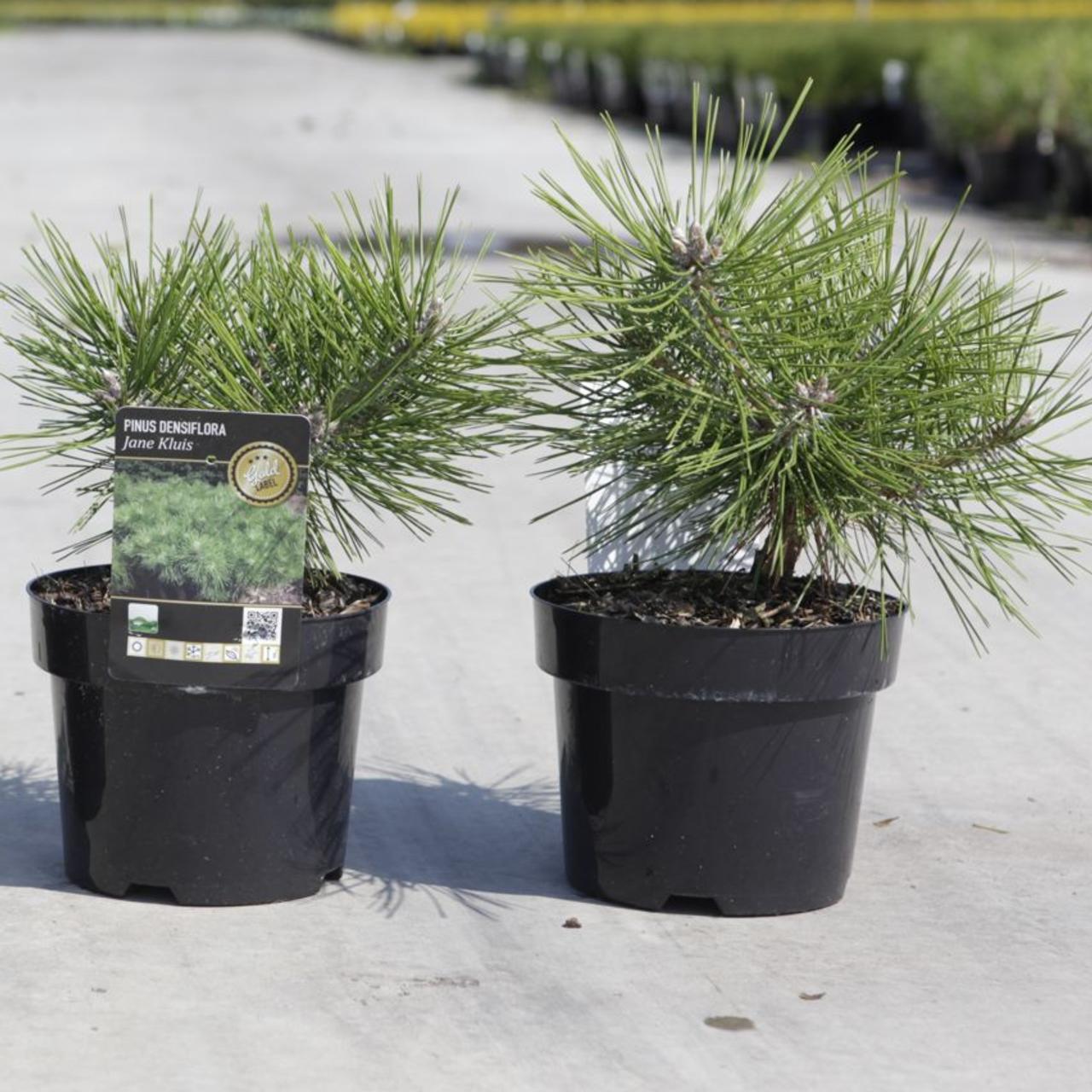 Pinus densiflora 'Jane Kluis' plant