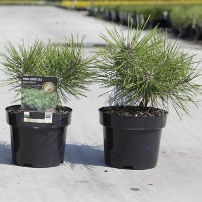 pinus-densiflora-jane-kluis