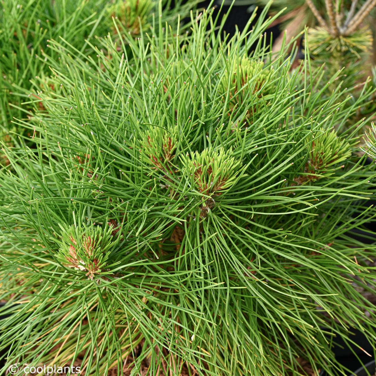 Pinus densiflora 'Kim' plant