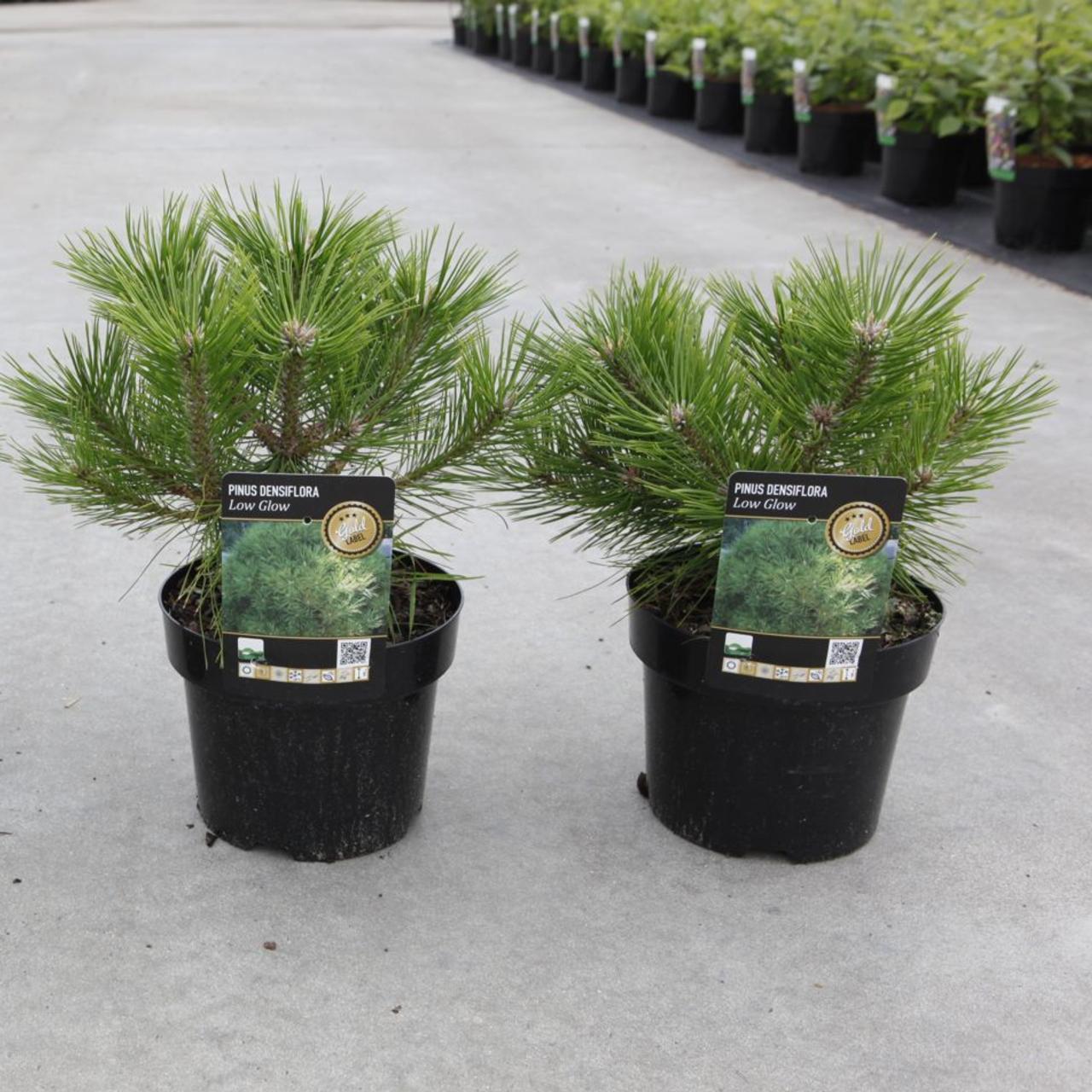 Pinus densiflora 'Low Glow' plant