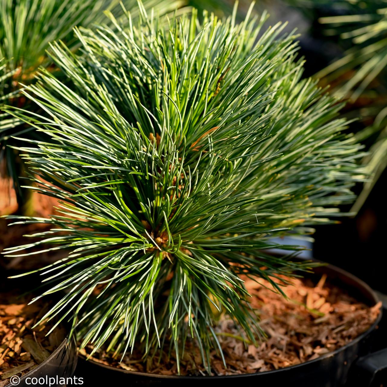 Pinus flexilis 'Lil Wolf' plant