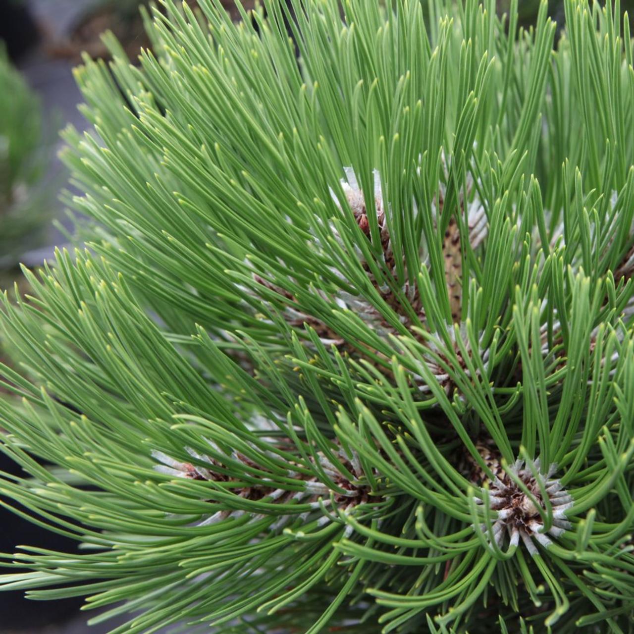 Pinus heldreichii 'Compact Gem'                    plant