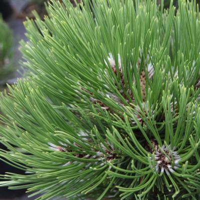 pinus-heldreichii-compact-gem