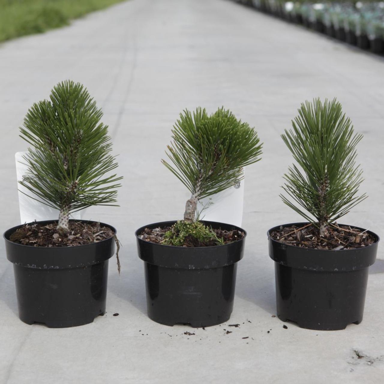 Pinus heldreichii 'Malinkii' plant