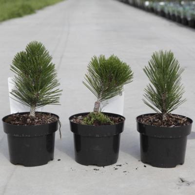 pinus-heldreichii-malinkii