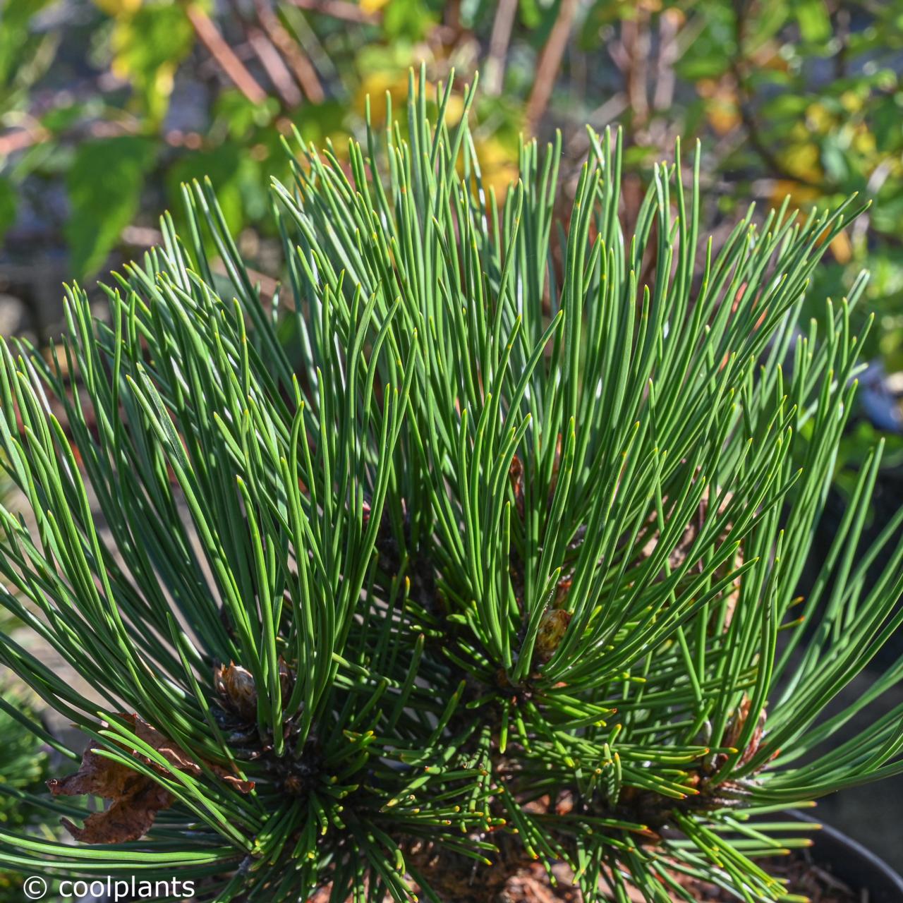 Pinus heldreichii 'Smidtii' plant