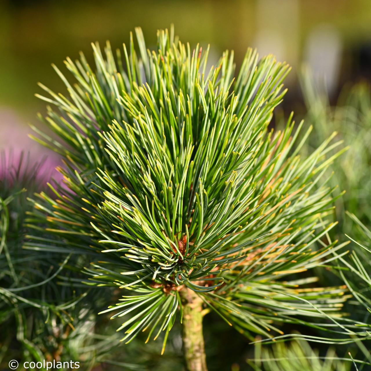 Pinus koraiensis 'China Boy' plant