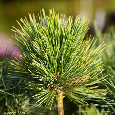 pinus-koraiensis-china-boy