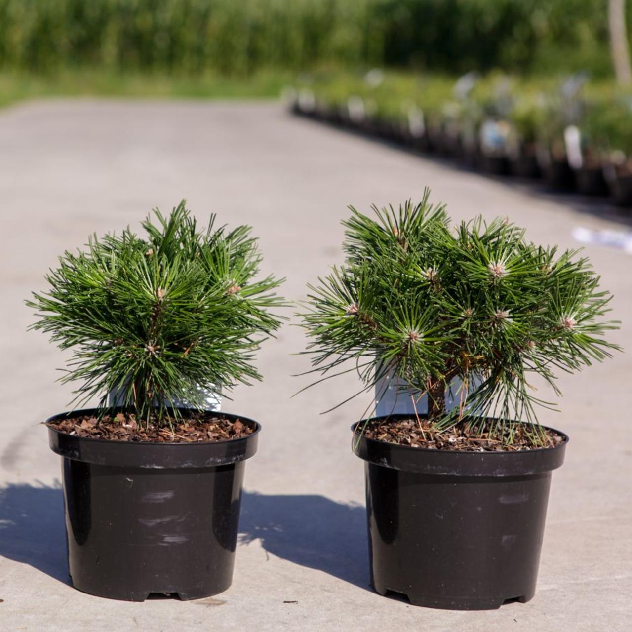 Pinus mugo 'Benjamin' plant