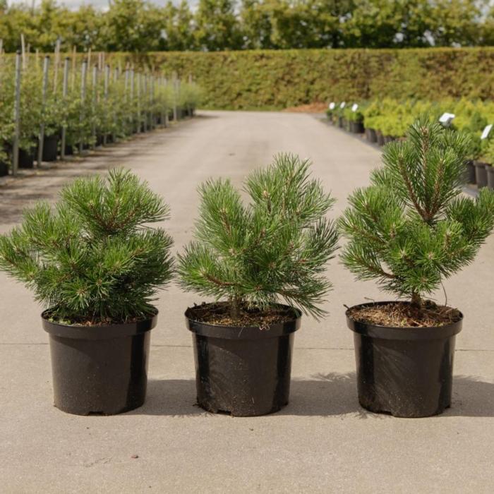 Pinus mugo 'Gnom' plant