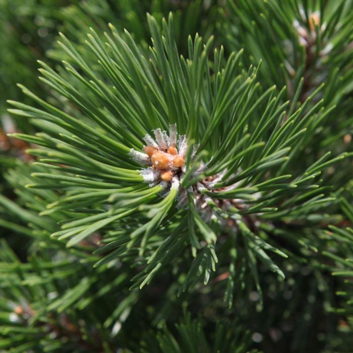 Pinus mugo 'Gnom' plant