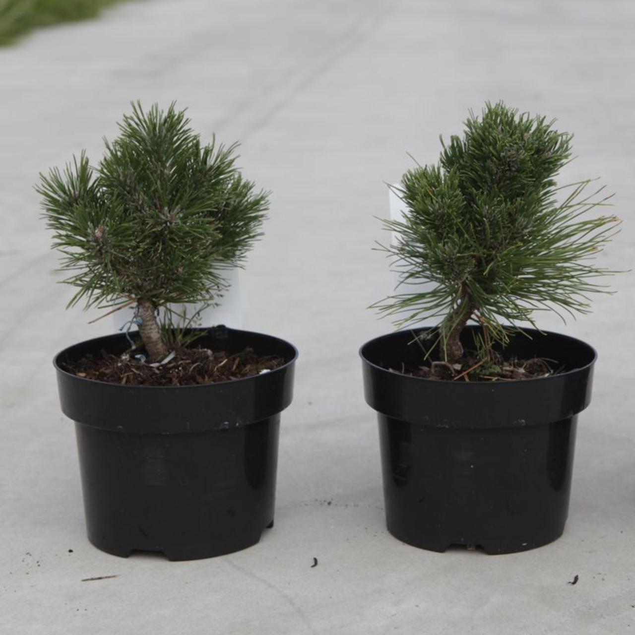 Pinus mugo 'Heideperle' plant