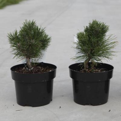 pinus-mugo-heideperle