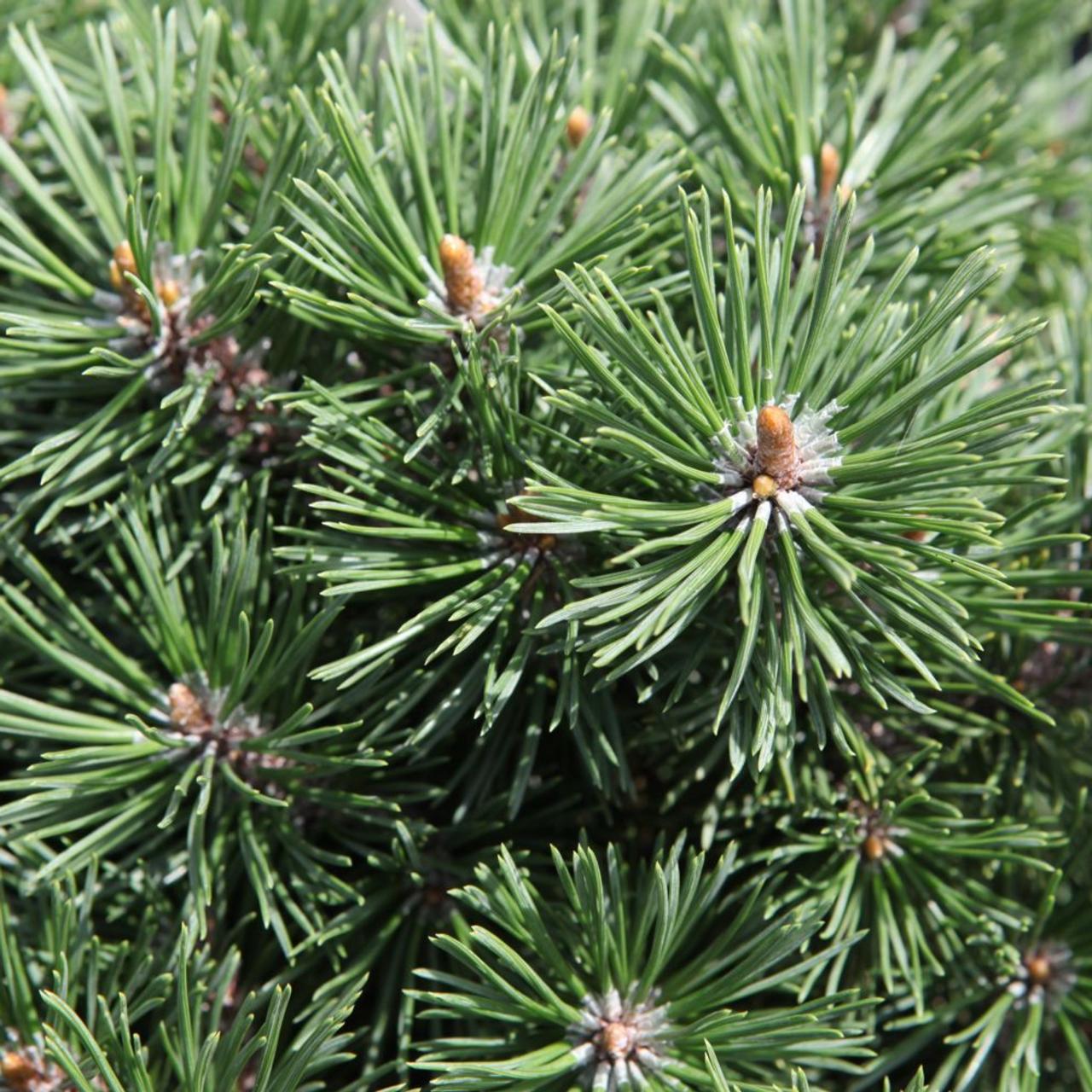 Pinus mugo 'Mops' plant